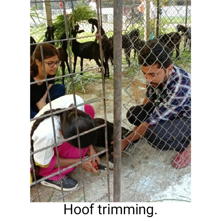 Hoof Trimming Of Goats In ETP